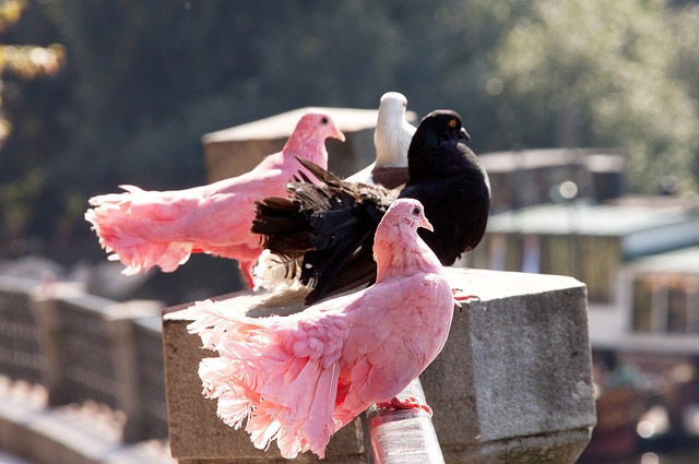 球员面临的 球员面临的